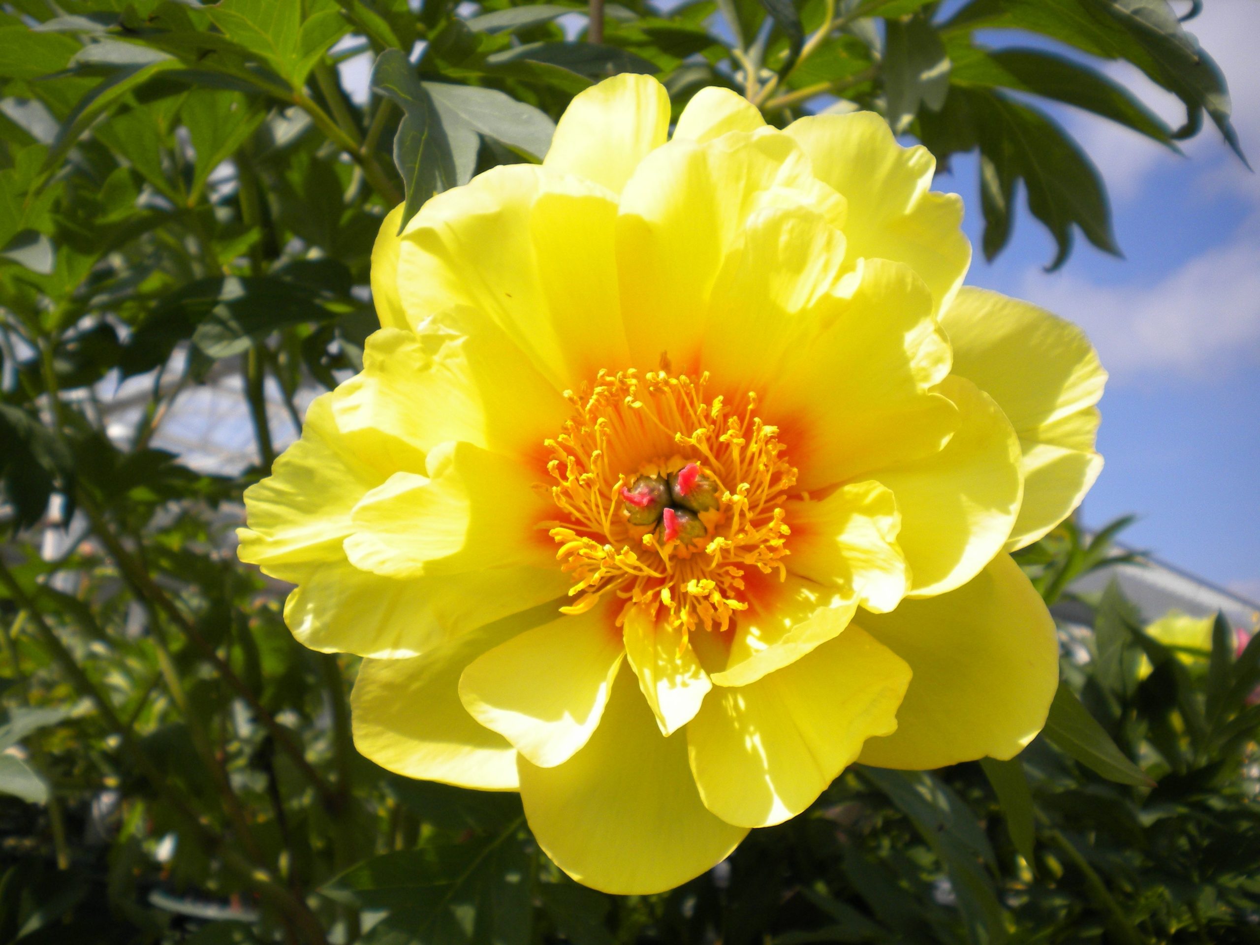 What is the best yellow peony?