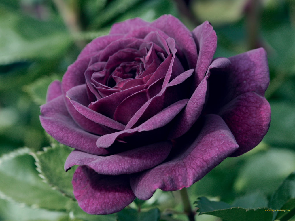 What is the darkest purple rose?