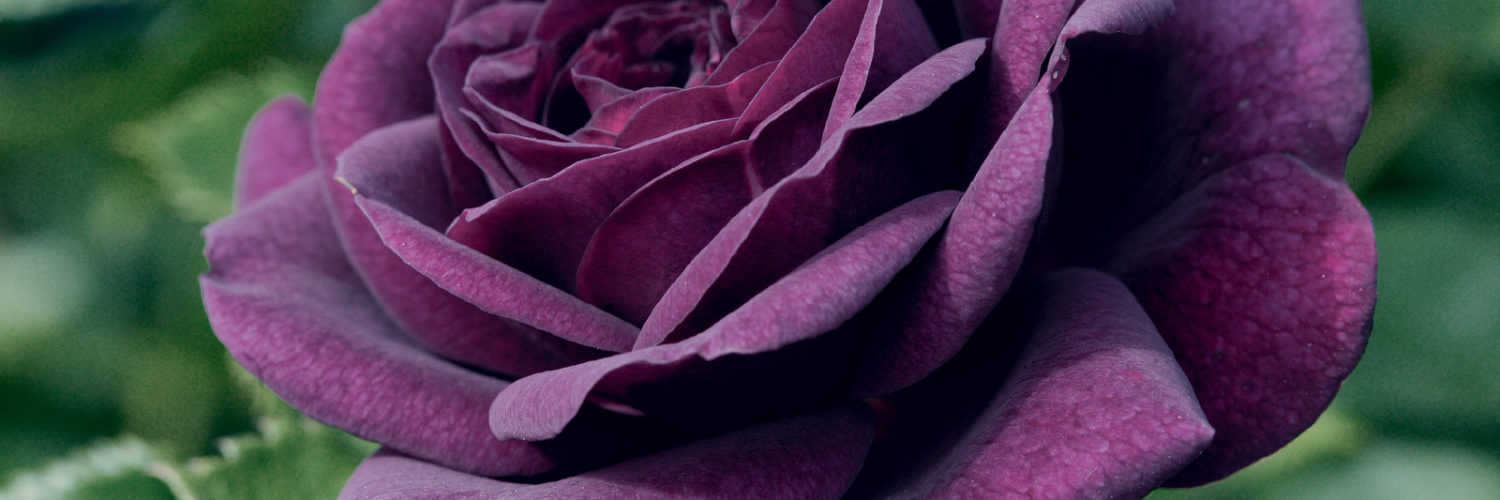What is the darkest purple rose?