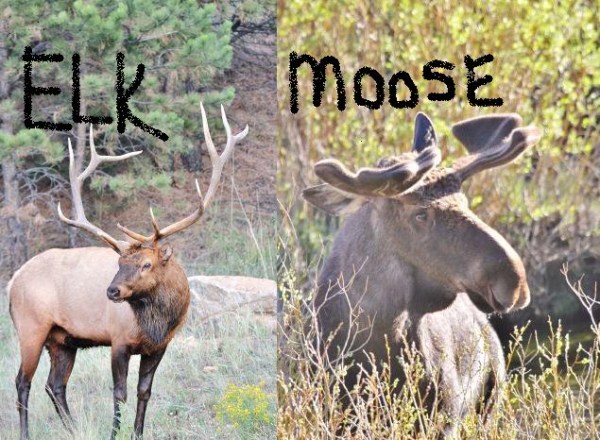 What is the difference between Elks and Masons?