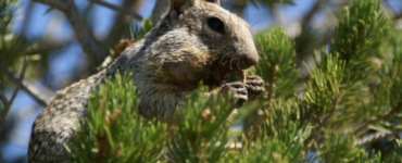 What is the most dangerous animal at the Grand Canyon?