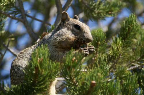 What is the most dangerous animal at the Grand Canyon?