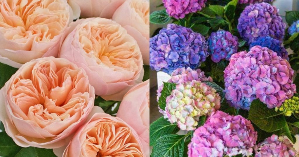 What is the most expensive flower in the world?