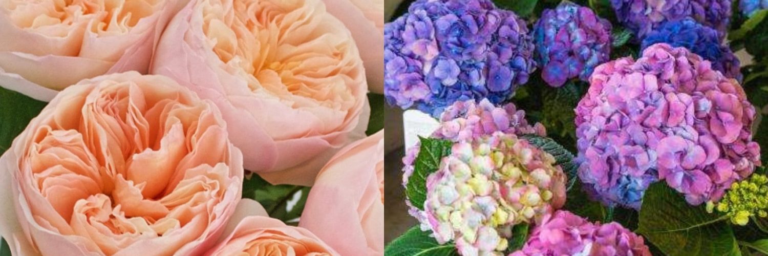 What is the most expensive flower in the world?