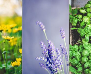 What is the most profitable flower to grow?