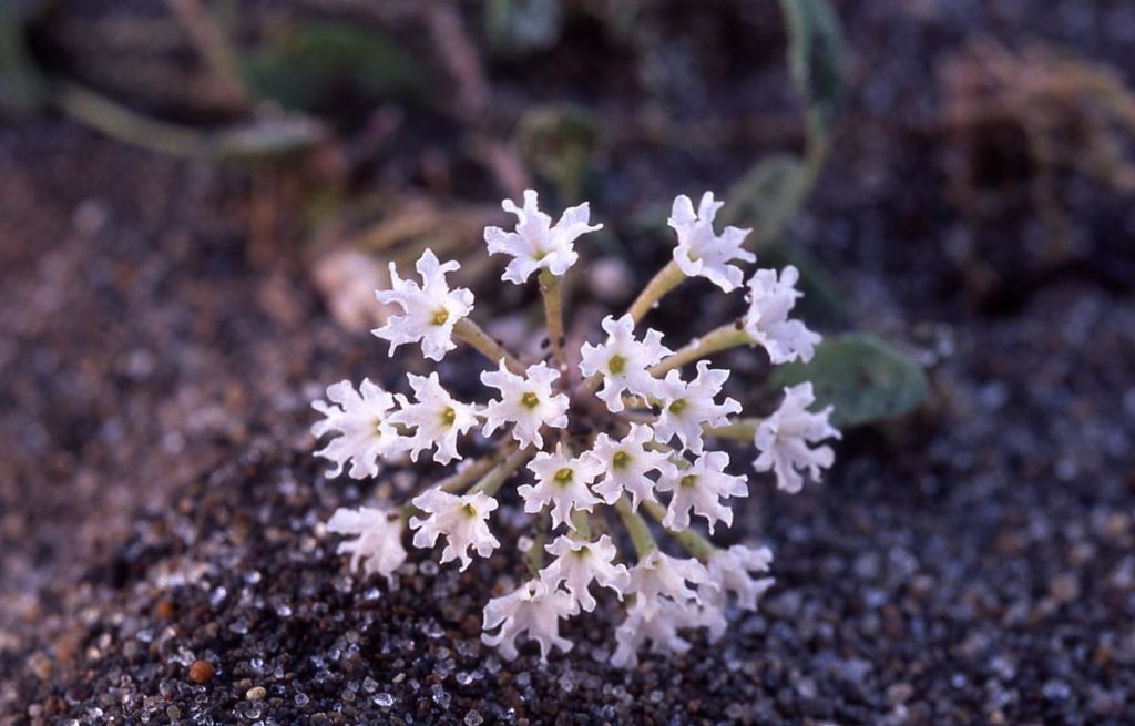 What is the only tree that grows in Yellowstone?