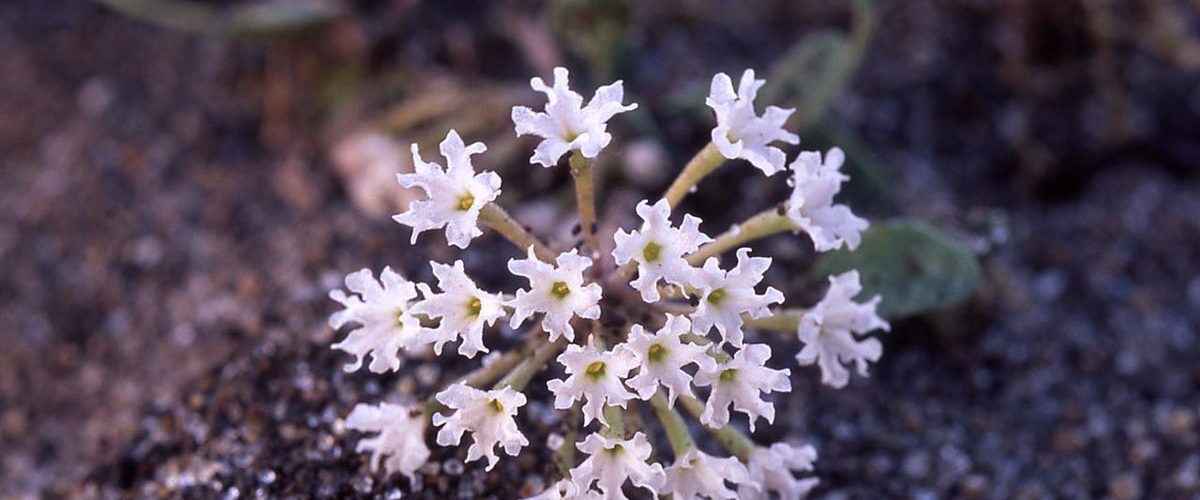 What is the only tree that grows in Yellowstone?