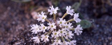 What is the only tree that grows in Yellowstone?