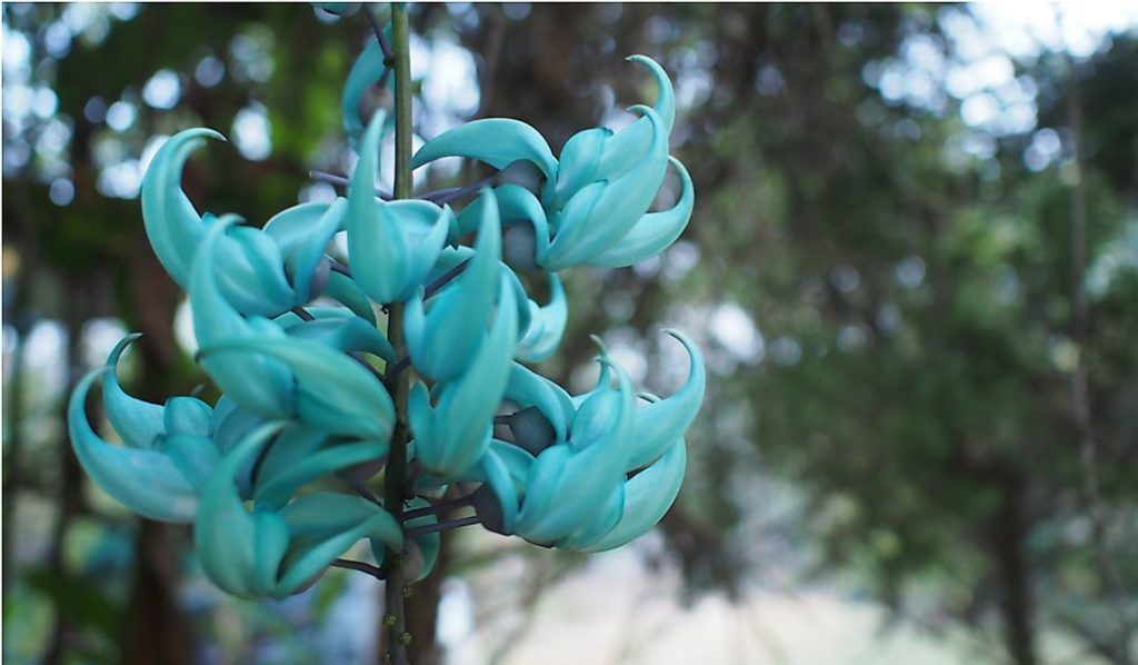 What is the rarest blue flower?