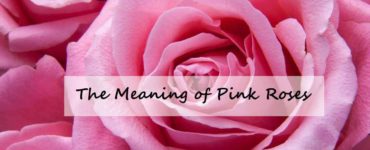 What is the spiritual meaning of pink roses?