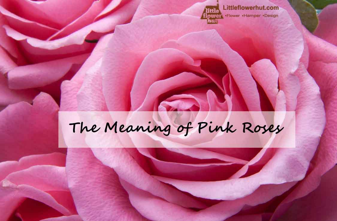 What is the spiritual meaning of pink roses?