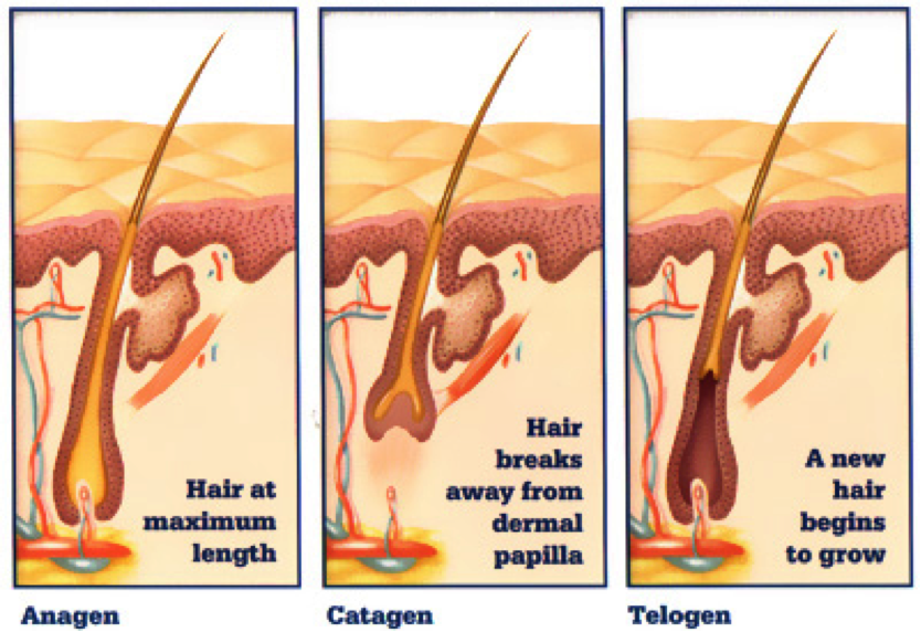 What kills folliculitis?