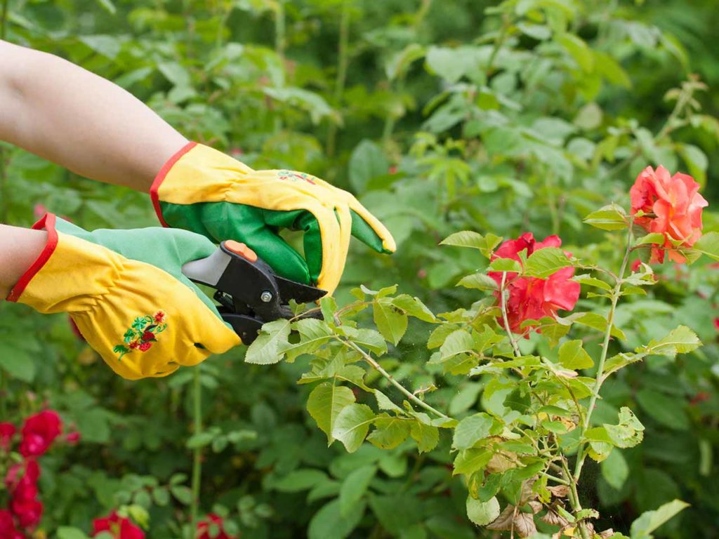 What month do you prune roses in Arizona?