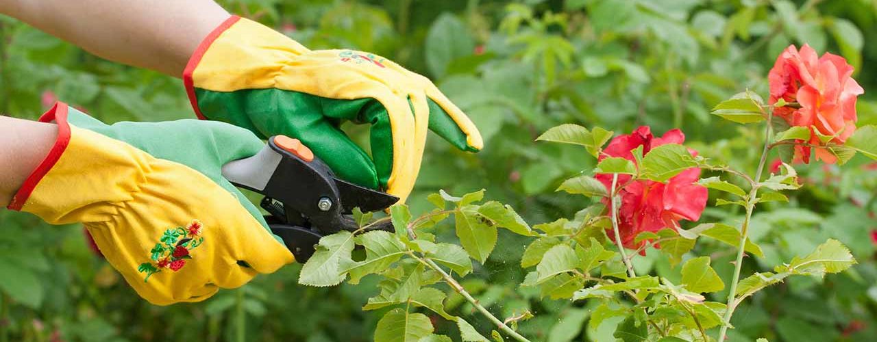 What month do you prune roses in Arizona?