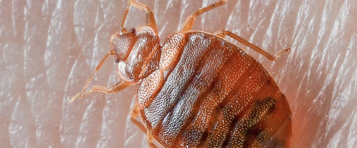 What to do if you slept in a bed with bed bugs?