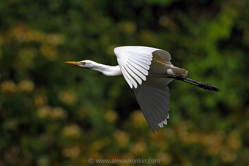 Which mode is best for bird photography?