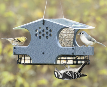 Why did all the birds leave my feeder?