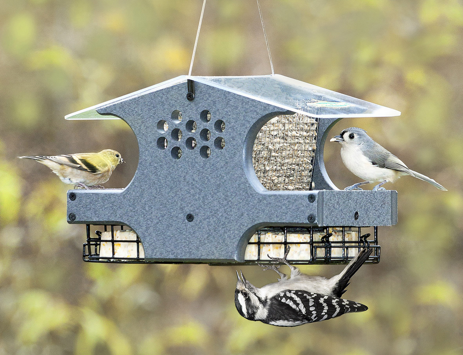 Why did all the birds leave my feeder?