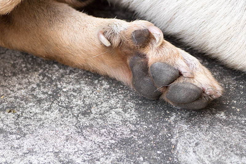 Why do deer have dew claws?