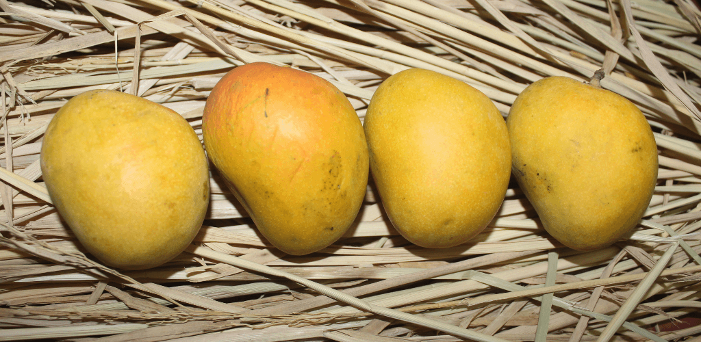 Why is Alphonso mango banned in the US?