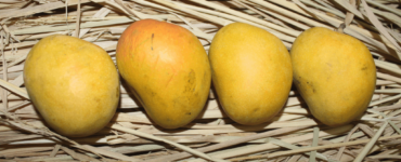 Why is Alphonso mango banned in the US?