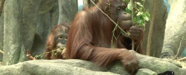 Why is Brookfield Zoo closing?