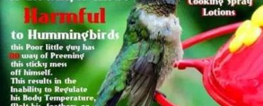 Will Vaseline keep ants off hummingbird feeder?