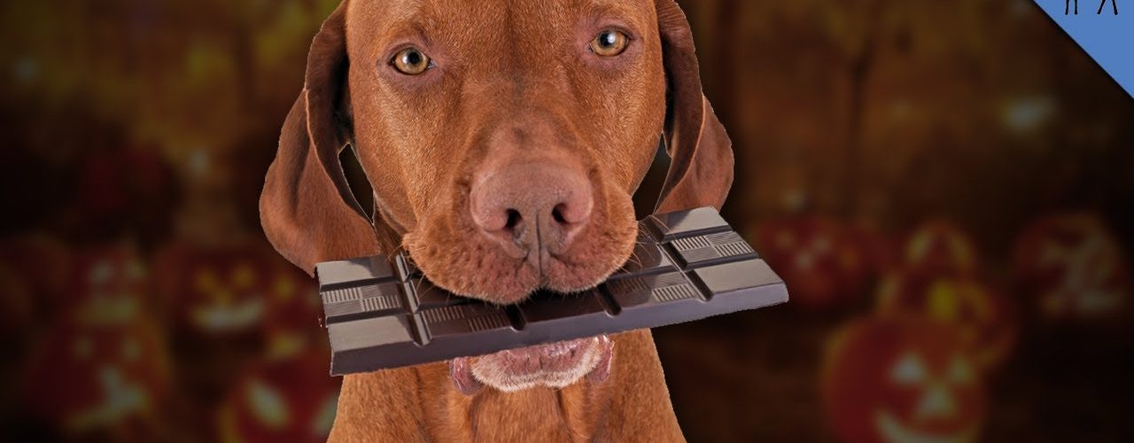 Will my dog die from a crumb of chocolate?