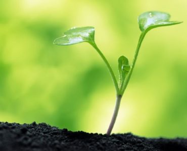 ¿Qué son las plantas de sol?